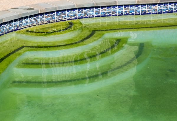 Pool Deck Algae Removal in Palmetto